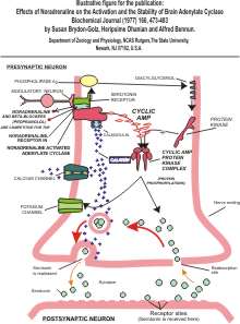 Effects of Noradrenaline on the activation and the stability of brain adenylate Cyclase